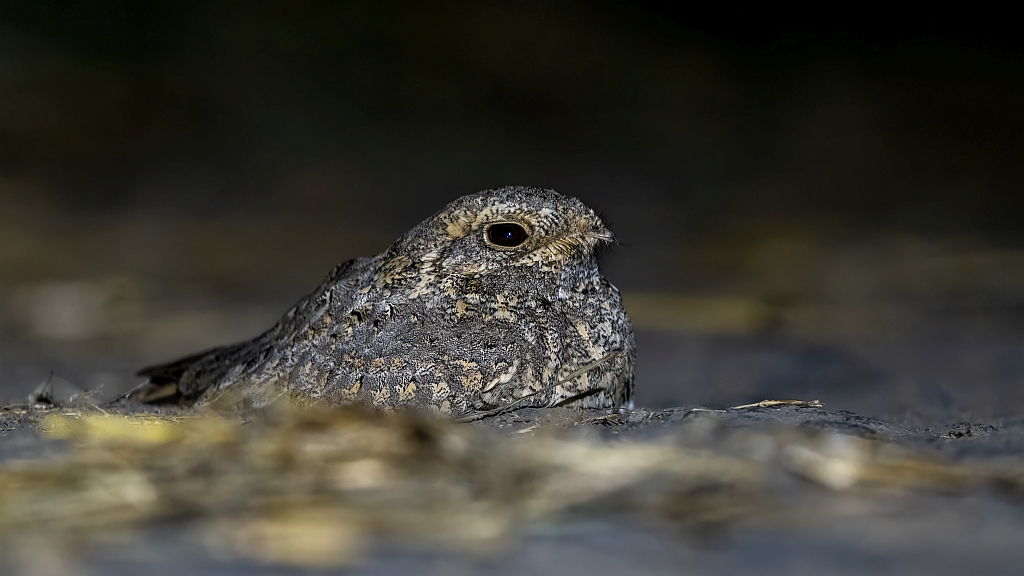 Sykes's Nightjar